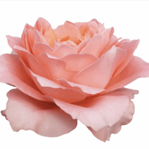 ROSE DRAGONFLY - 50 CM